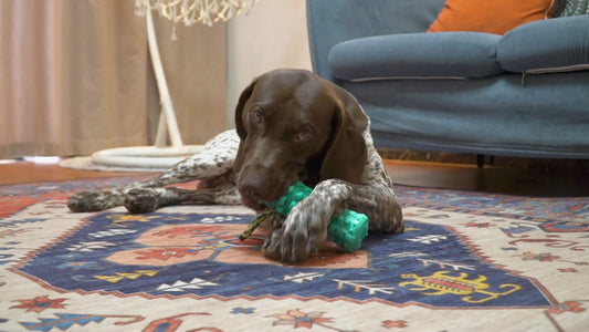 Squeaky Chew Stick Toy For Dog