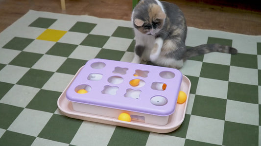 Cat Treasure Box Puzzle Toy